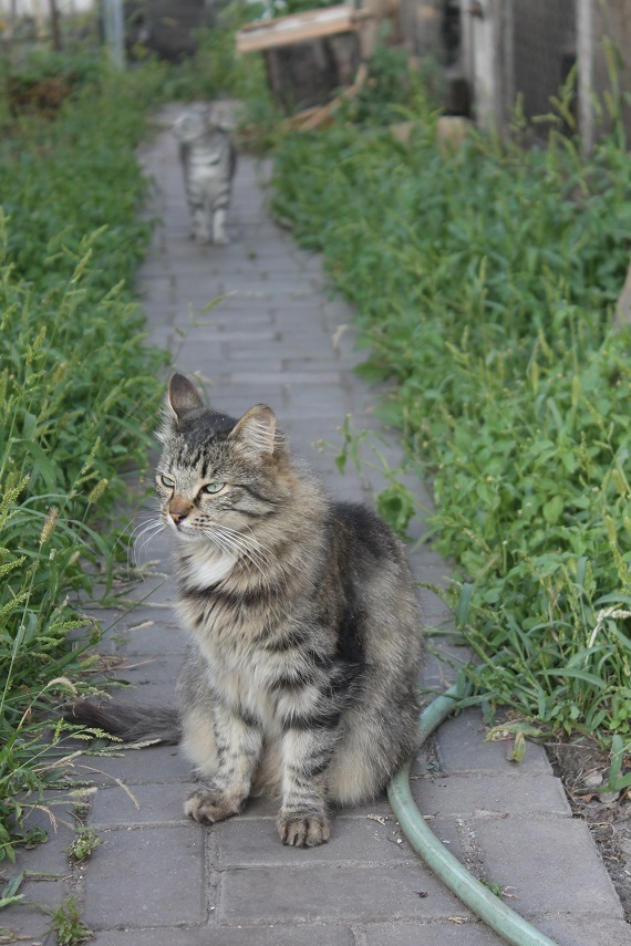 Мой личный Котоленд 89 - Моё, Кот, Приют, Помощь, Липецк, Котоленд, Длиннопост, Приют Котоленд