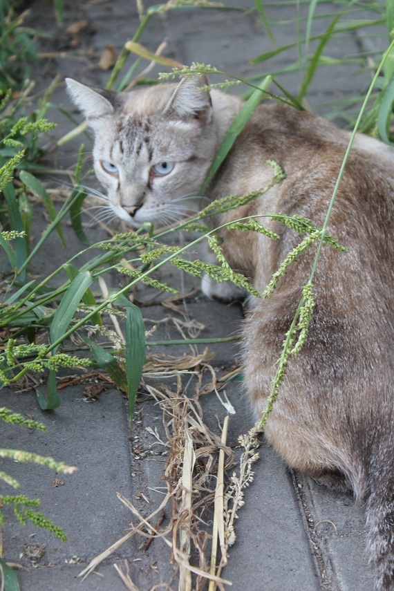 Мой личный Котоленд 89 - Моё, Кот, Приют, Помощь, Липецк, Котоленд, Длиннопост, Приют Котоленд