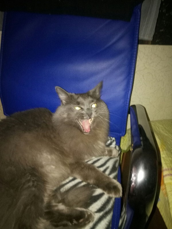 My cat is angry. - My, Yawn, Anger, cat, Pets