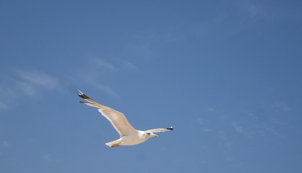 Bird - My, Sky, What kind of bird?