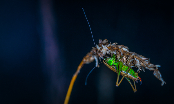 Grasshopper - My, Grasshopper, Insects, Canon 100 mm, , Night, Rain, Reeds