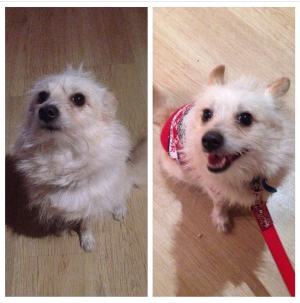 Собачьи эмоции