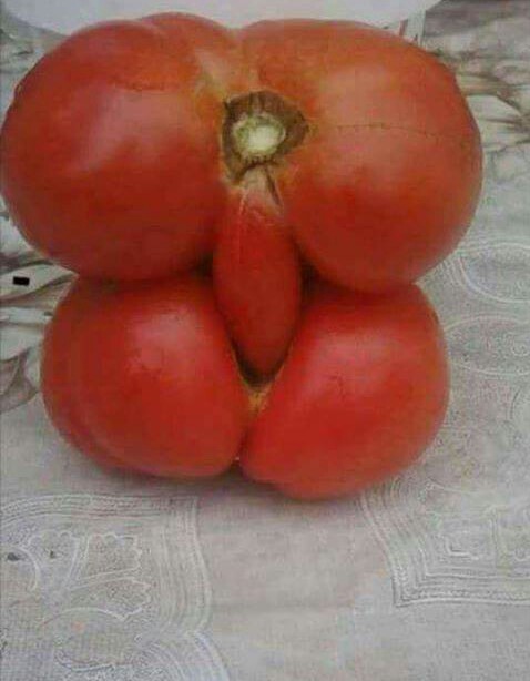 Sometimes a tomato is just a tomato - Tomatoes, It seemed, Did not seem