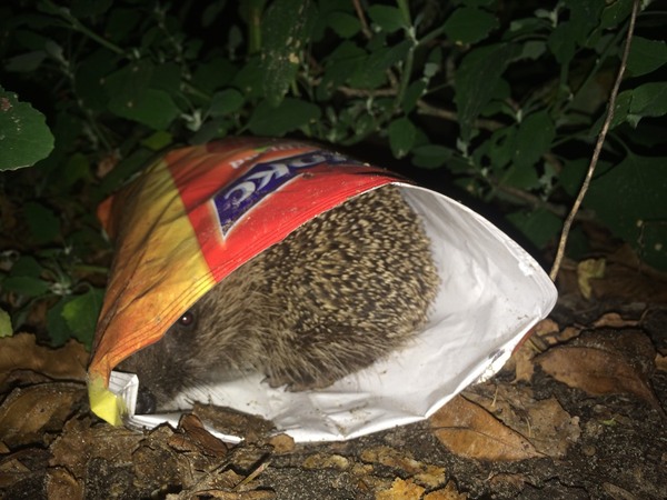 Don't eat, mind-boggling - My, Crisps, Hedgehog