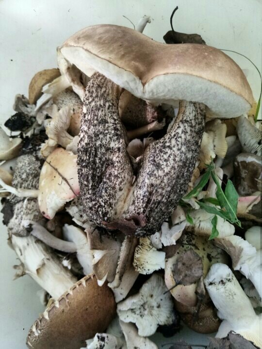 Who is the mushroom picker here? I personally like the groves themselves, I like the atmosphere there - My, beauty of nature, Protection of Nature, Longpost