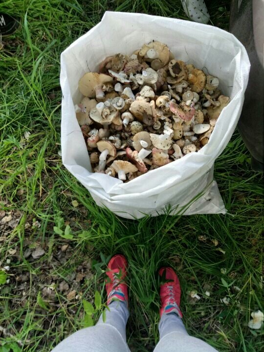 Who is the mushroom picker here? I personally like the groves themselves, I like the atmosphere there - My, beauty of nature, Protection of Nature, Longpost