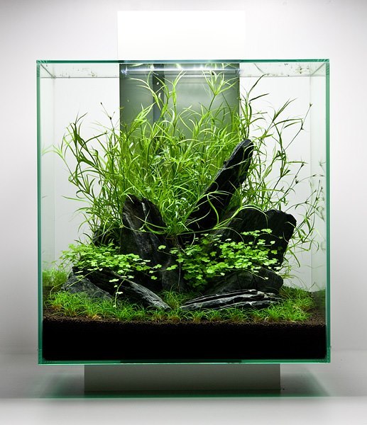 Oliver Knott - professional aquascaper - Aquarium, Aquarium, Aquascape, , Longpost