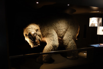 I heard they like wombats here? - Wombats, Diprotodon