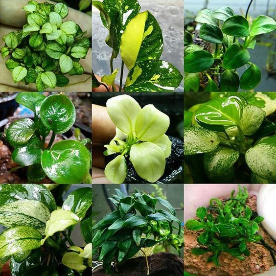 Это все разные виды анубиаса. Отличное медленно растущее растение, нетребовательное к свету.