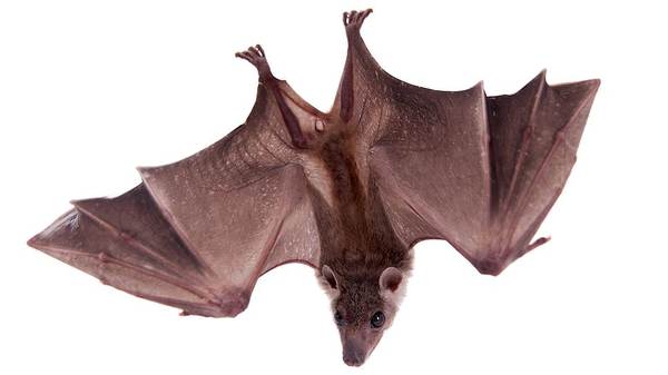 Not a bat - Animals, Bat, Pets