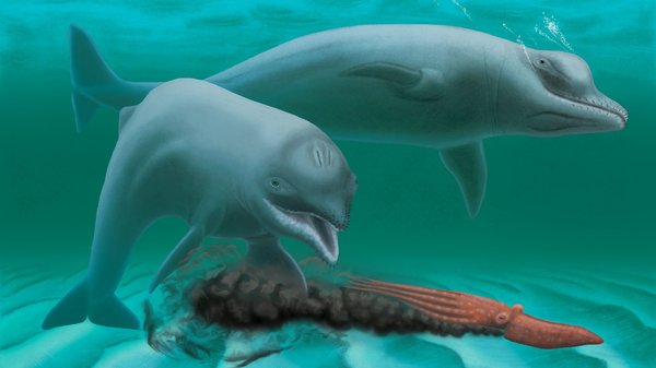 Scientists have discovered a new species of ancient dolphins. - Copy-paste, Dolphin, Paleontology, Mammals, The science, Evolution