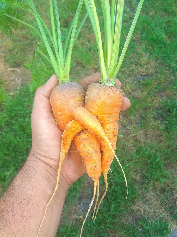 What do carrots do underground? - My, Carrot, Garden, 