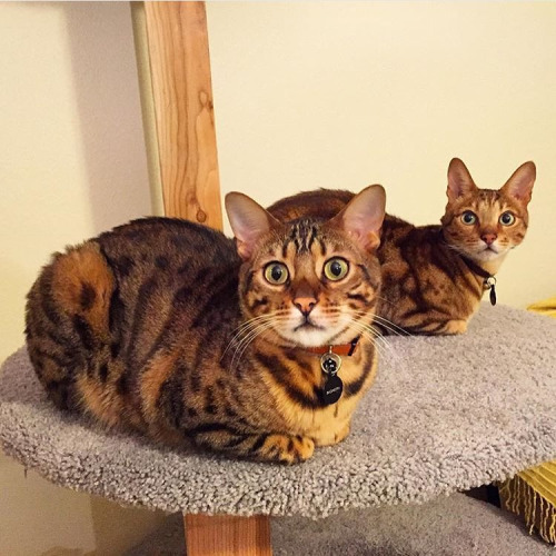 Cat-Loaves - cat, Loaf, Longpost