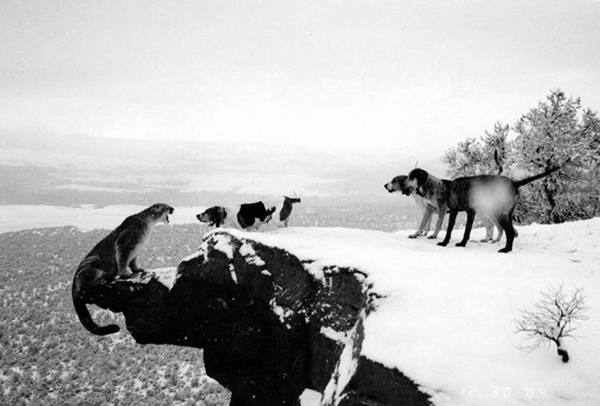 When I went out on the balcony to smoke, and the neighbors were dogs! - Neighbours, Dogs versus cats