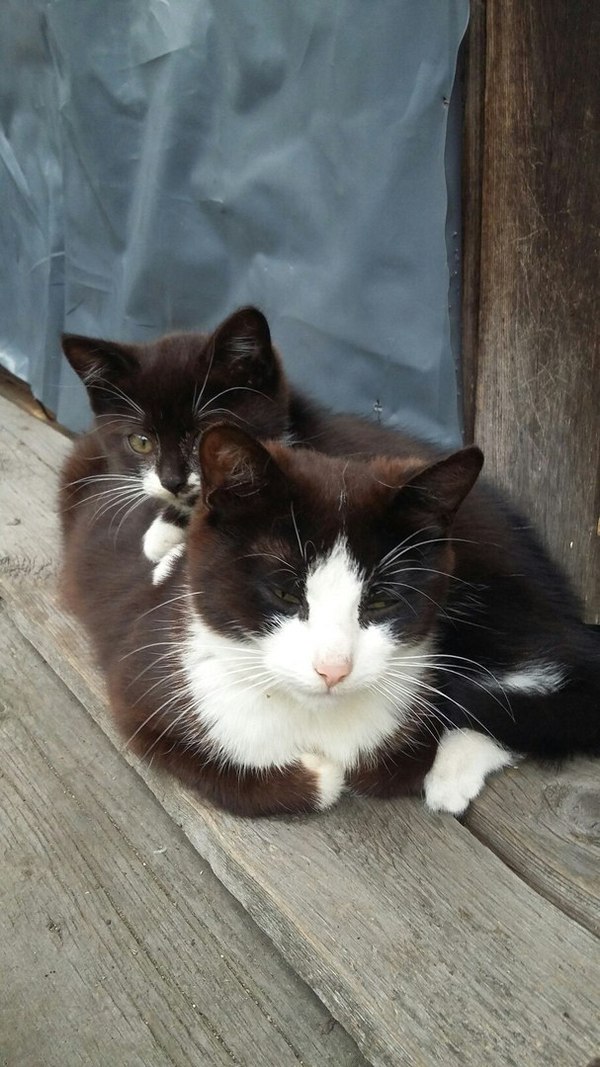 Behind mother's back - Pets, Milota, cat