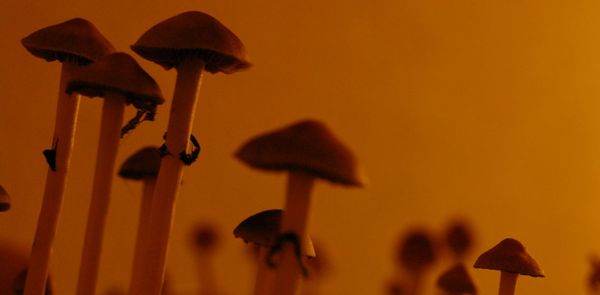 Psychedelics of sacred mushrooms will be produced by E. coli - The science, Psilocybin, Miracle Mushrooms, Psychedelics, The medicine