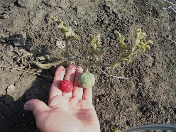 ���������, ������� � ���� ���. ���� ������ �������� � �����...