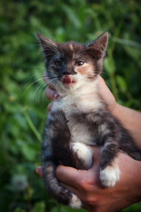 Kittens as a gift! - cat, In good hands, Urgently, Moscow, Alexandrov, Longpost