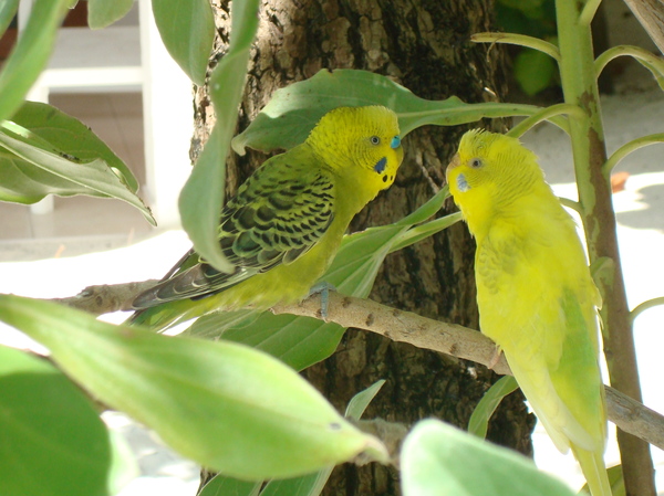 Parrots in the Maldives - My, Budgies, Maldives, , 