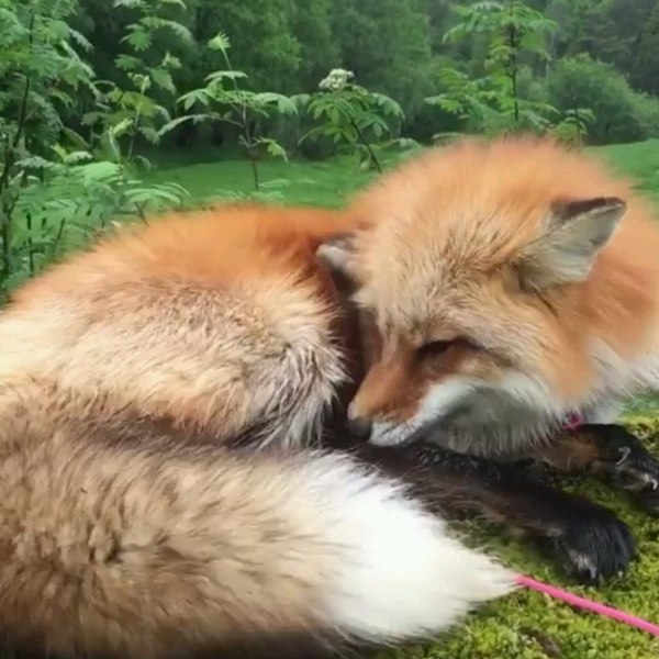 Morning bath! - Fox, Fyr, Milota, Procedures, Longpost