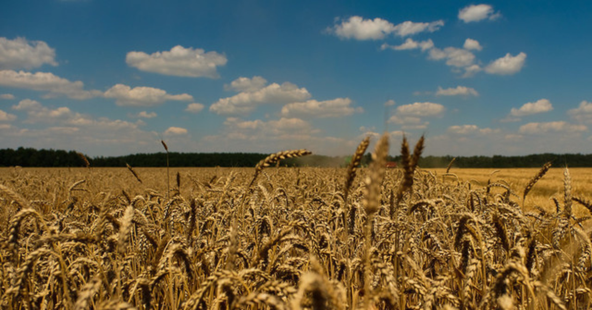 Волгоградская область урожайность
