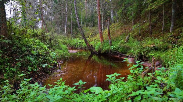 Beauty! - River, Forest, The photo, Novgorod region, 