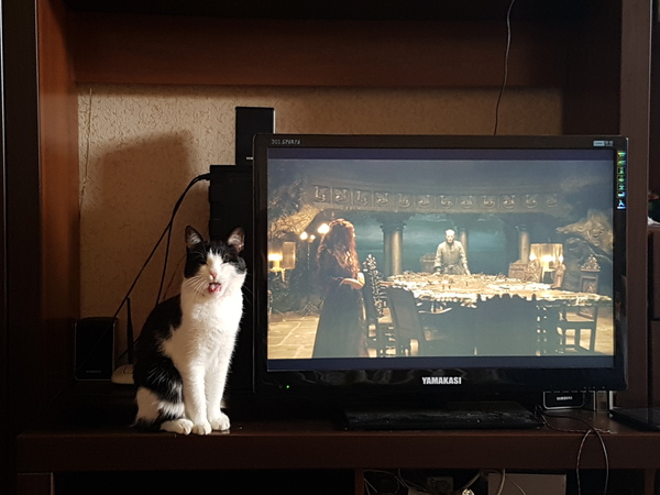 My cat doesn't really like Game of Thrones - My, cat, Humor, Game of Thrones, Hot, Serials