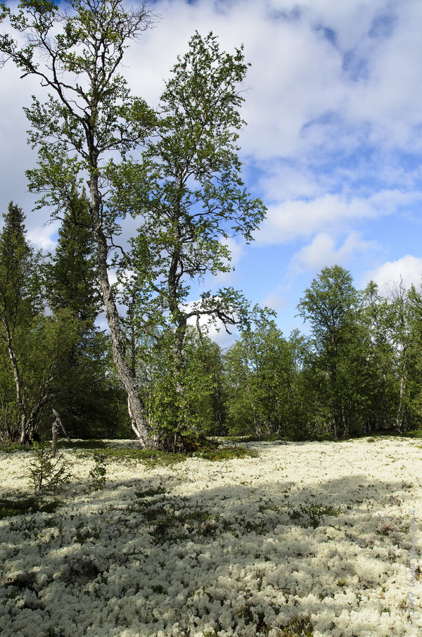 Beyond the Arctic Circle - My, My, Nikon d7000, North, Kola Peninsula