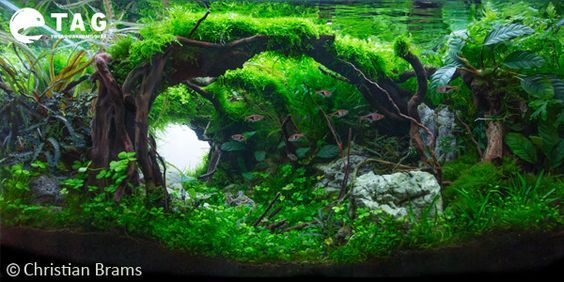 Christian Brams - aquascaper from Sweden - Aquarium, Aquarium, Aquascape, 