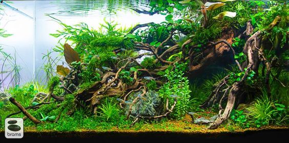 Christian Brams - aquascaper from Sweden - Aquarium, Aquarium, Aquascape, 