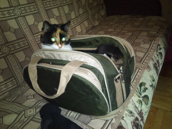 Ready for the trip - Pets, Milota, cat