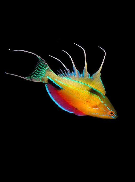 Одна из самых ярких рыб в природе - Paracheilinus nursalim (рифы Западного Пацифика)