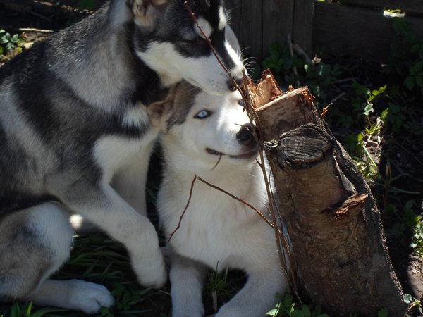 Не знаю что Вам показать.. вот Вам мои псы)