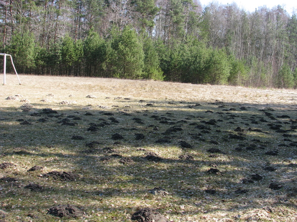 Nature of Belarus - My, Mole, Republic of Belarus, Nature