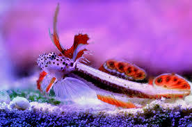 Бычок Гризингера