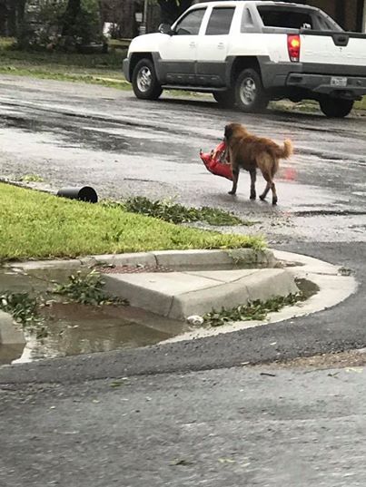 The dog stocked up on food after a hurricane in Texas and delighted social networks - Dog, Stock, The photo, Hurricane, Texas, Facebook, Лентач, news