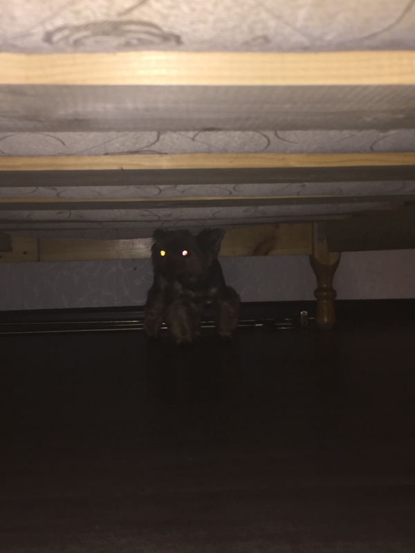 Still there are monsters under the bed - My, Dog, Childhood fears