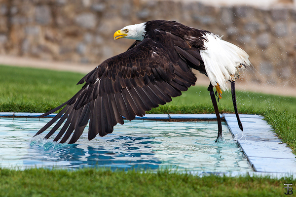 Haliaeetus leucocephalus - My, Bald eagle, Hunting, Predator birds, Birds