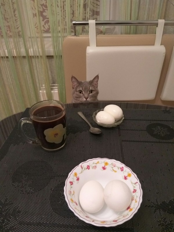 The cat took my place at breakfast. - My, cat house, Cats and dogs together, cat