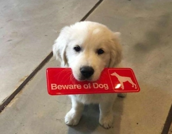 watch out for the dog - Dog, Puppies, Warning