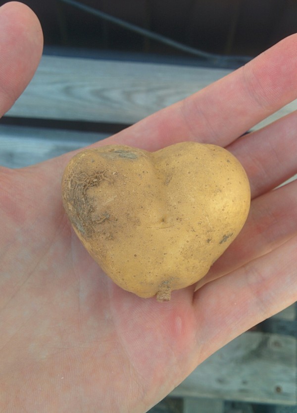 I love potatoes and potatoes love me - My, Potatoes of Love, , Potato, Garden, Find
