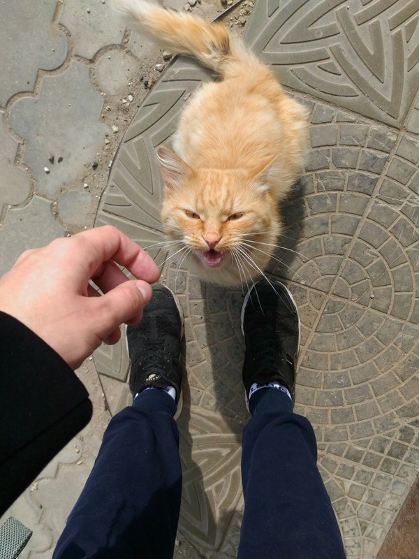 store security guard - My, cat, Cat Red Cat!, Security, Longpost