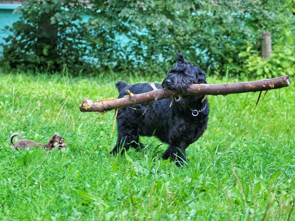 Come on, take it away! - My, Dog, Big and small, Giant schnauzer, Chihuahua