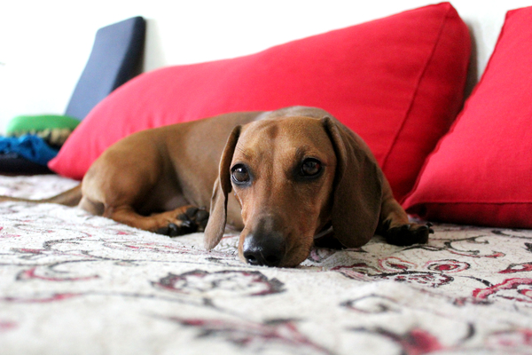 My piece of wolfhound - My, Canon, Dachshund, New camera, Beginning photographer, Dog, Camera