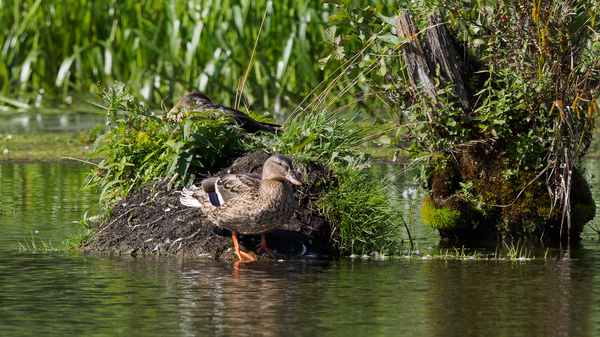 mallard ducks - My, Photo hunting, Duck, Mallard duck, River, , Kaluga, Kaluga region, Birds, Longpost