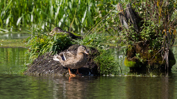 mallard ducks - Kaluga region, Kaluga, , River, Mallard duck, Duck, Photo hunting, My, Longpost, Birds