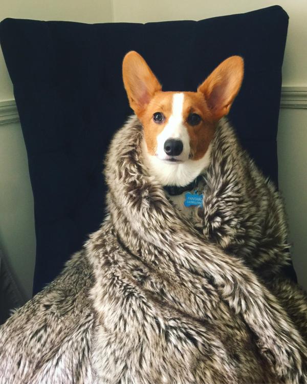 Will you bend the knee in swearing allegiance to House Corgi? - Dog, Corgi, Cape, Plaid, A blanket, IKEA