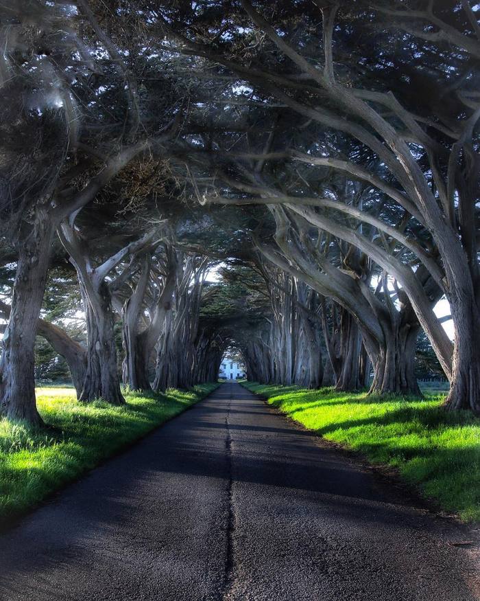 natural tunnel - Tree, Tunnel, Tunnel, Road, Nature