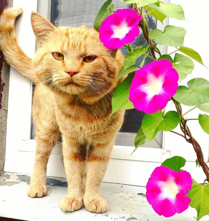 Let's help Orange find a new home! - My, cat, In good hands, Help, Kiev, Boryspil, Redheads, Ipomoea, The strength of the Peekaboo, Helping animals