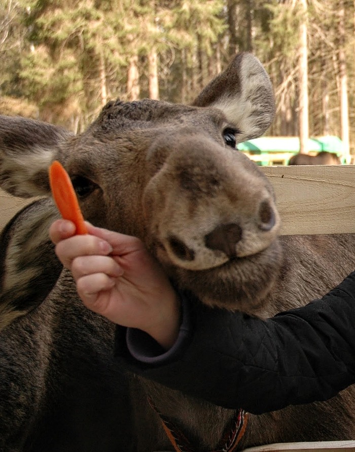 Polite moose - My, Everything is like animals, Elk, , Kostroma region, Young, , Artiodactyls, Forest, Longpost, Evgeniya Timonova